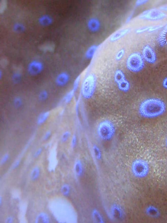 corals inverts - t. gigas clam stocking in 65 gallons tank - T. Gigas Closeup