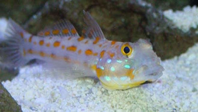 saltwater fish - valencienna puellaris - diamond watchman goby stocking in 65 gallons tank - Sand Sifter Goby