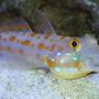 saltwater fish - valencienna puellaris - diamond watchman goby stocking in 65 gallons tank - Sand Sifter Goby