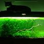 30 gallons planted tank (mostly live plants and fish) - 30gal planted tank