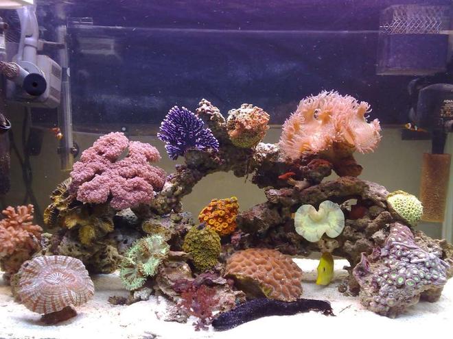 55 gallons reef tank (mostly live coral and fish) - Reef tank after 8 months