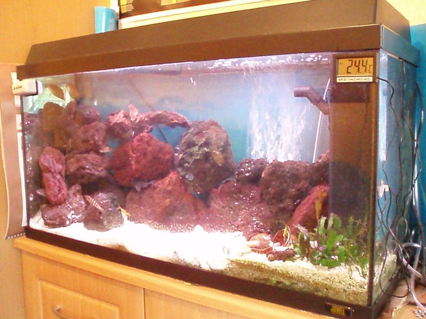 Rated #402: 25 Gallons Freshwater Fish Tank - My african tank