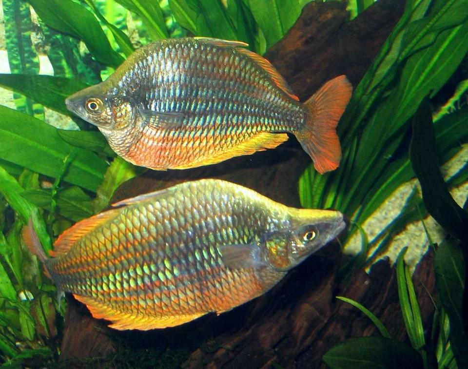 freshwater fish - melanotaenia solata - rainbowfish stocking in 75 gallons tank - Rainbowfish
