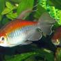 freshwater fish - phenacogrammus interruptus - congo tetra stocking in 75 gallons tank - Congo Tetras