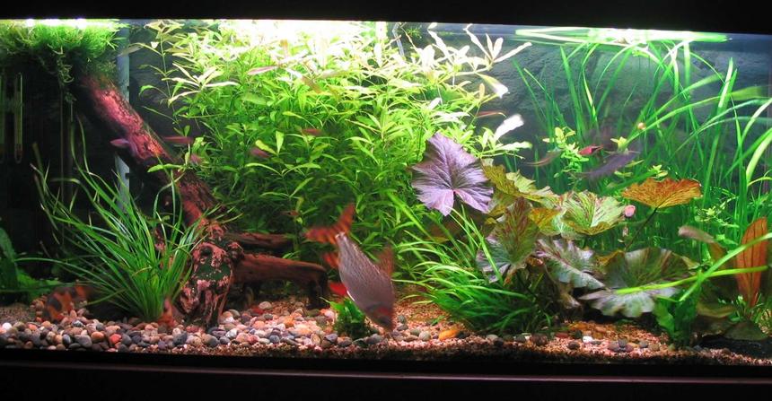 Rated #86: 75 Gallons Planted Tank - 75 Gallon Tank