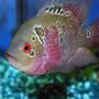 freshwater fish - cichlasoma sp. - flower horn cichlid stocking in 20 gallons tank - sparky - a female flowerhorn