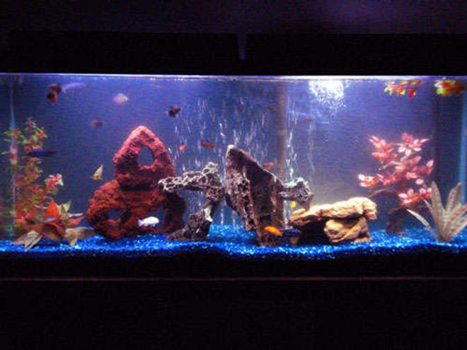 55 gallons freshwater fish tank (mostly fish and non-living decorations) - 55 gallon with mixed Mbuna Africans and 6 tetras....hehe