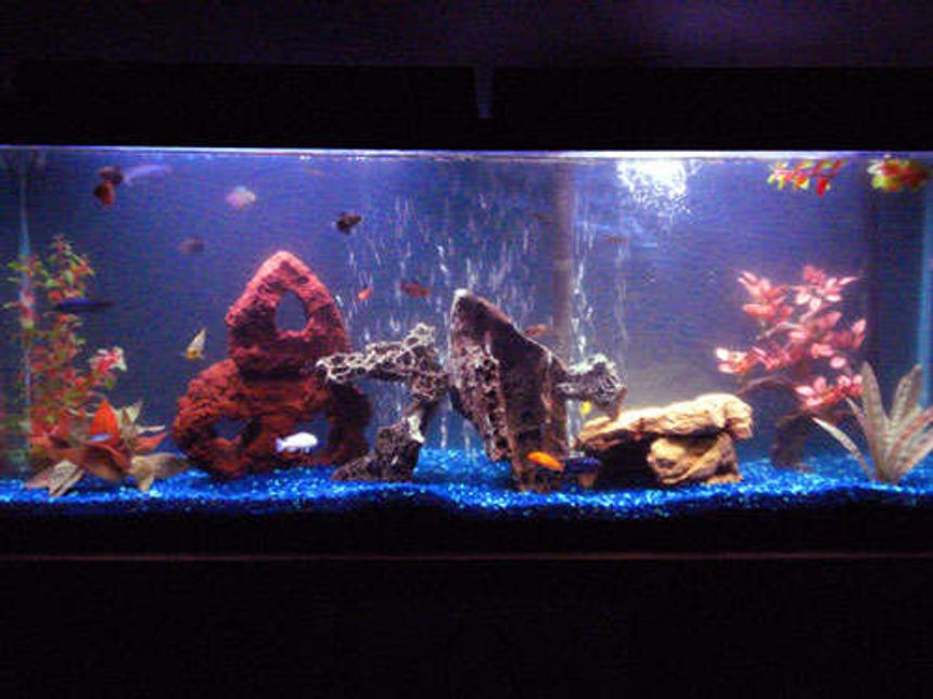 Rated #385: 55 Gallons Freshwater Fish Tank - 55 gallon with mixed Mbuna Africans and 6 tetras....hehe