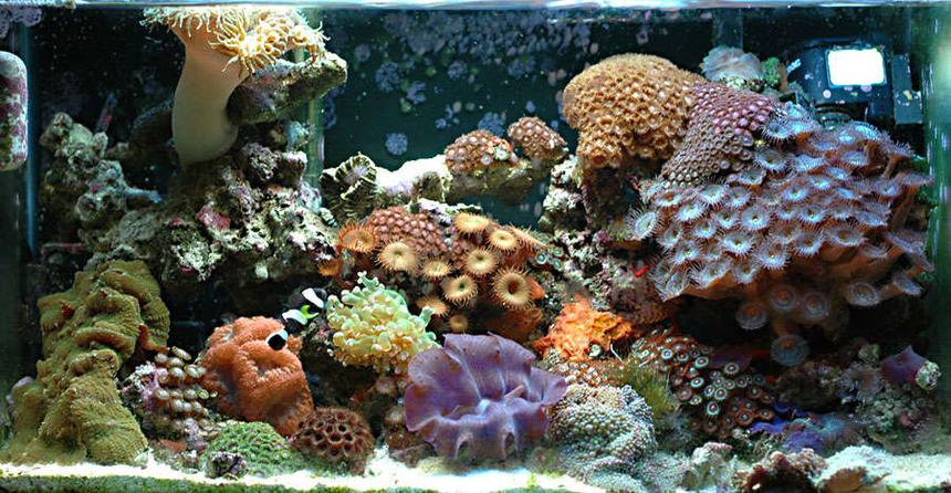 Rated #26: 10 Gallons Reef Tank - 10 gallon reef tank 1 year old.