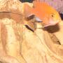 freshwater fish - pseudotropheus estherae - red zebra cichlid stocking in 55 gallons tank - This is my Red Zebra