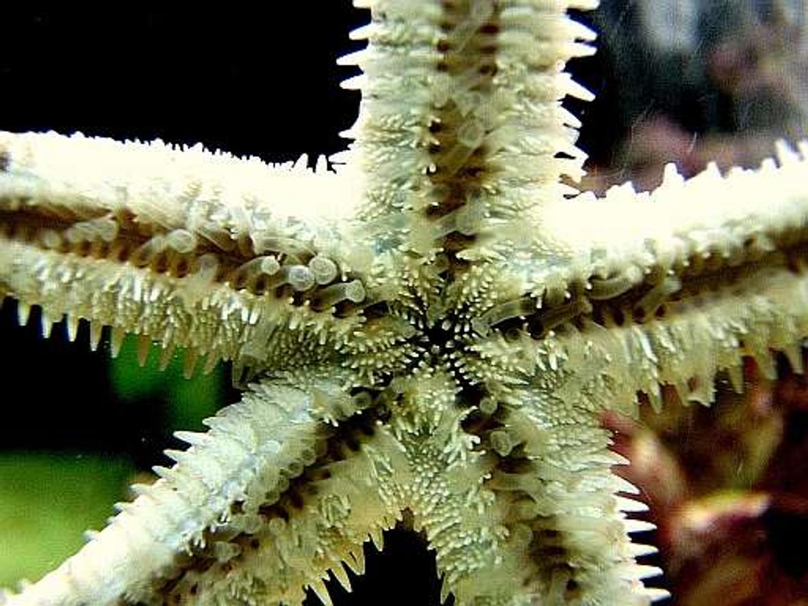 corals inverts - astropecten polycanthus - sand sifting sea star stocking in 80 gallons tank - Sandsifter seastar without sand