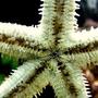 corals inverts - astropecten polycanthus - sand sifting sea star stocking in 80 gallons tank - Sandsifter seastar without sand