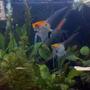 freshwater fish - pterophyllum sp. - koi angel stocking in 60 gallons tank - my angle fish