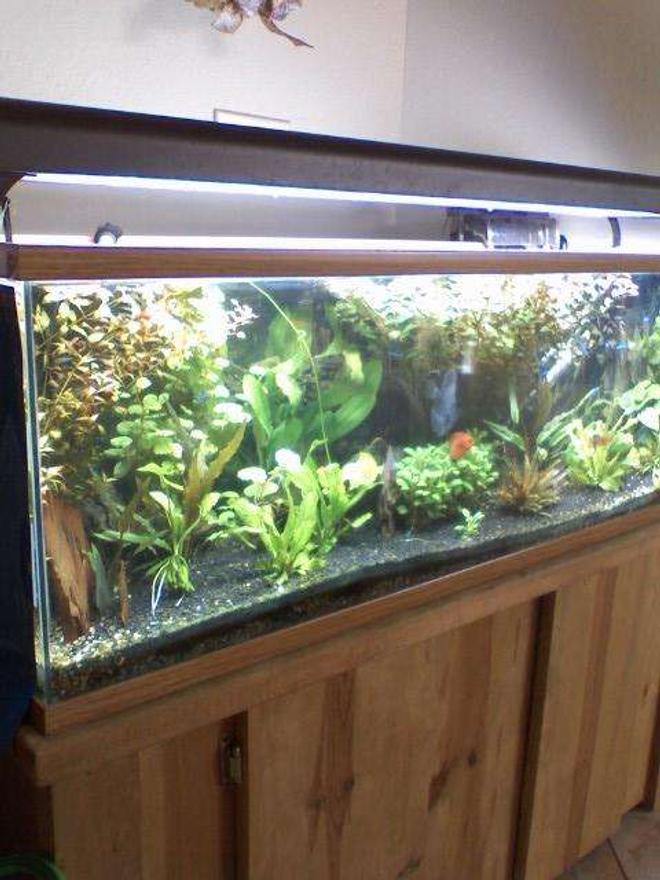 60 gallons planted tank (mostly live plants and fish) - my 60 gal