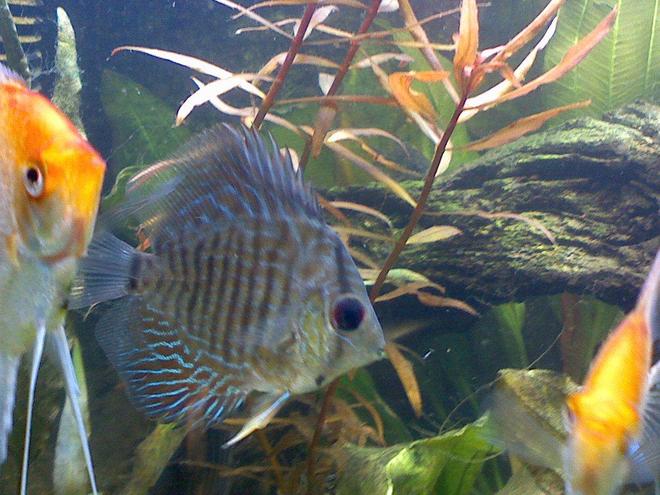 freshwater fish - symphysodon aequifasciata - royal blue discus stocking in 60 gallons tank - my anglefish and discus