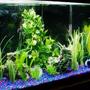 55 gallons freshwater fish tank (mostly fish and non-living decorations) - 55gallon