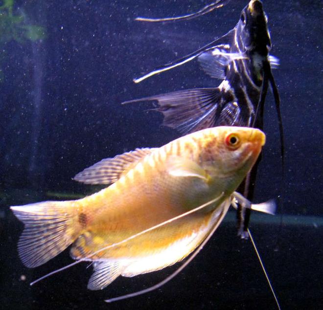 freshwater fish - colisa fasciata - giant gourami stocking in 44 gallons tank - gourami & angel (RIP Mongo)