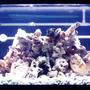 32767 gallons freshwater fish tank (mostly fish and non-living decorations) - 180Gallon Mixed Malawi reef Tank