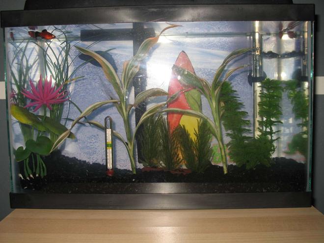 5 gallons planted tank (mostly live plants and fish) - My first large(ish) tank. I plan on getting a sub in there and i have plans for making my very own 10 gallon