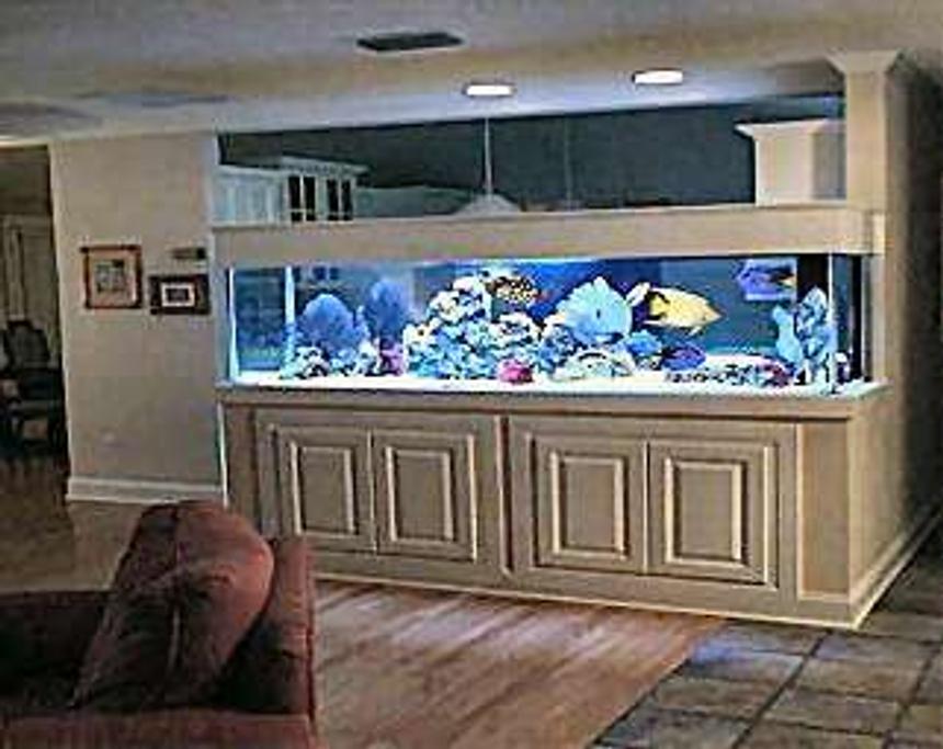 Rated #42: 80 Gallons Reef Tank - my pool