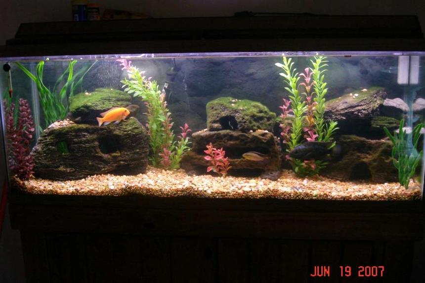 Rated #975: 55 Gallons Freshwater Fish Tank - This is the same tank but i took out some rocks and put fake plants in it. not done yet, just wanted to put the pic up