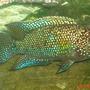 freshwater fish - nandopsis octofasciatum - jack dempsey stocking in 55 gallons tank - this is my jack dempsey