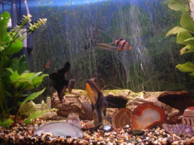 18 gallons planted tank (mostly live plants and fish) - Fish tank showing some Angels, Darts, and a few gemstones in the bottom