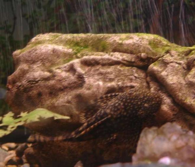 freshwater fish - ancistrus sp. - bushy nose pleco l-144 stocking in 18 gallons tank - Fish named 'sluprie'