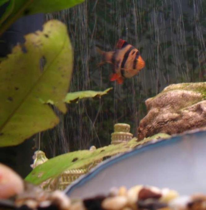 freshwater fish - puntius tetrazona - tiger barb stocking in 18 gallons tank - A dart swimming over leaning tower of pisa