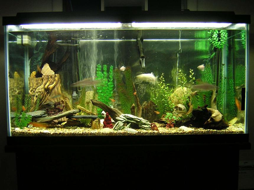 Rated #211: 90 Gallons Freshwater Fish Tank - 90 gallon fresh water tank.