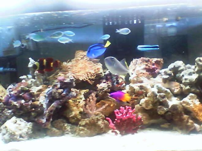 60 gallons reef tank (mostly live coral and fish) - my tank