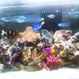 60 gallons reef tank (mostly live coral and fish) - my tank