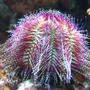 corals inverts - salmacis bicolour - pink urchin stocking in 100 gallons tank - Salmacis Bicolor