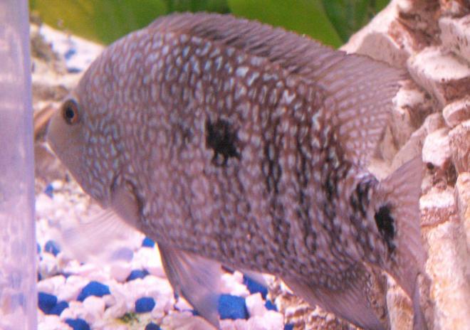 freshwater fish - hemichromis bimaculatus - jewel cichlid stocking in 50 gallons tank - 5