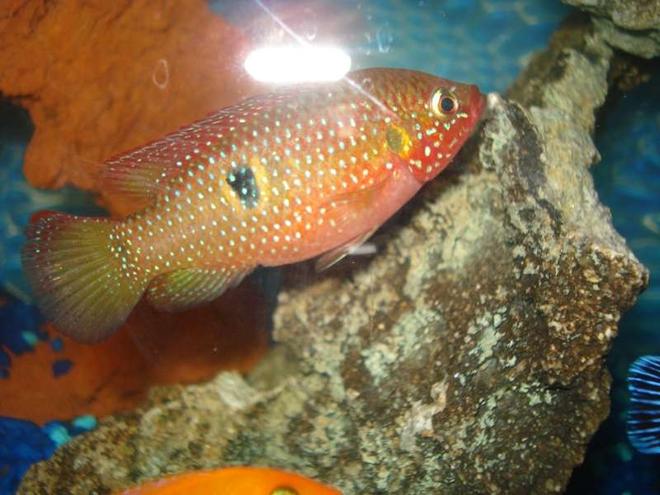 freshwater fish - hemichromis bimaculatus - jewel cichlid stocking in 55 gallons tank - "Ruby"
Red Jewel