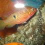 freshwater fish - hemichromis bimaculatus - jewel cichlid stocking in 55 gallons tank - "Ruby" Red Jewel