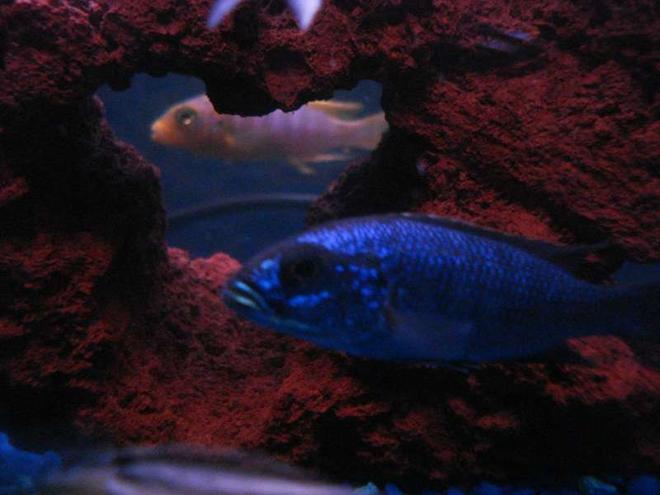 freshwater fish - sciaenochromis fryeri - electric blue hap stocking in 55 gallons tank - I THINK THEY'RE WATCHING EACHOTHER...Jewel Cichlid