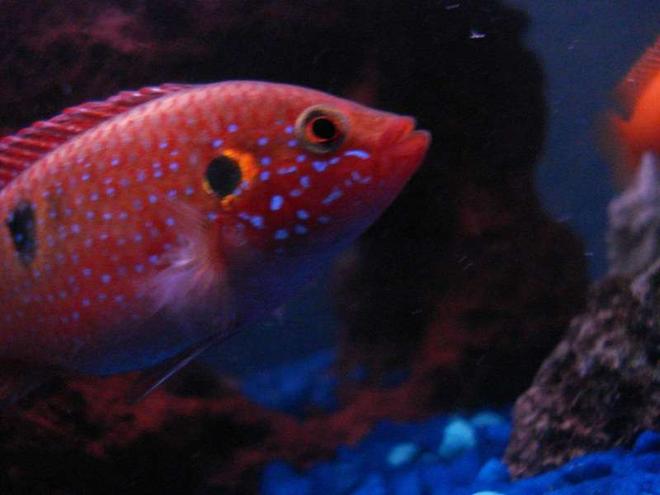 freshwater fish - hemichromis bimaculatus - jewel cichlid stocking in 55 gallons tank - JEWEL