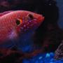 freshwater fish - hemichromis bimaculatus - jewel cichlid stocking in 55 gallons tank - JEWEL