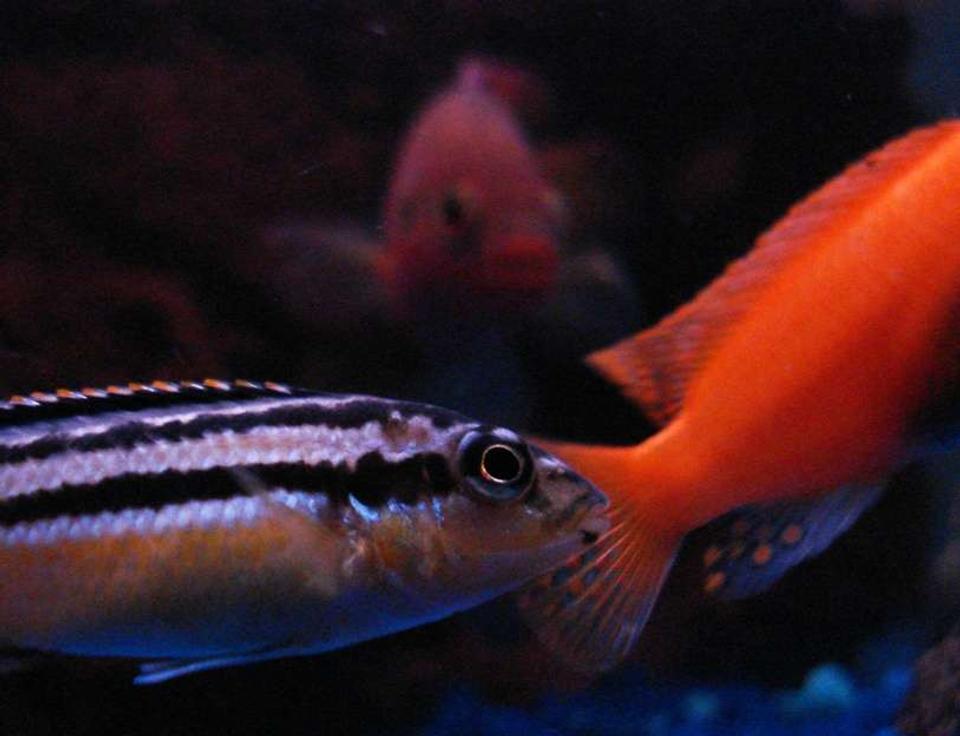 freshwater fish - melanochromis auratus - auratus cichlid stocking in 55 gallons tank - auratus and cherrie