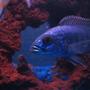 freshwater fish - sciaenochromis fryeri - electric blue hap stocking in 55 gallons tank - HappY HaP