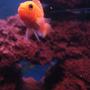 freshwater fish - heros severus x amphilophus citrinellum - blood parrot stocking in 55 gallons tank - What a cutie...