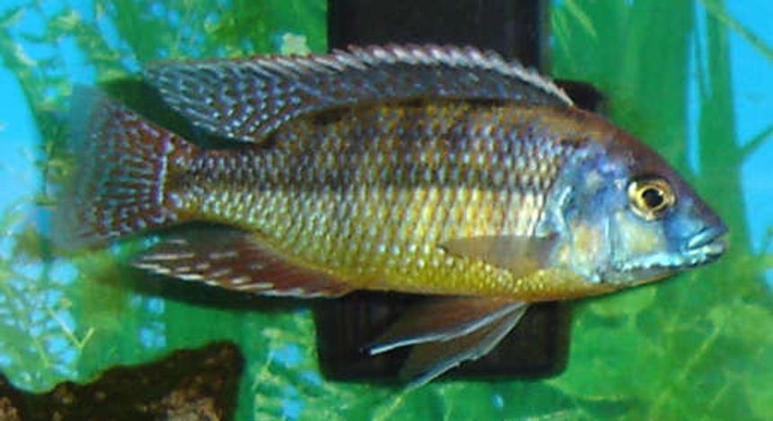 Rated #51: Freshwater Fish - Protomelas Taeniolatus - Red Empress Stocking In 29 Gallons Tank - Red Empress