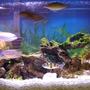 29 gallons freshwater fish tank (mostly fish and non-living decorations) - 29 Gallon African Tank