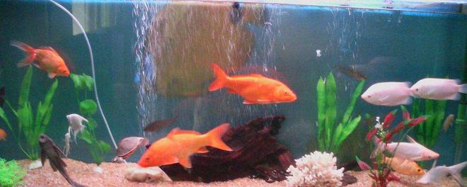 105 gallons freshwater fish tank (mostly fish and non-living decorations) - 105 gallons of refreshment