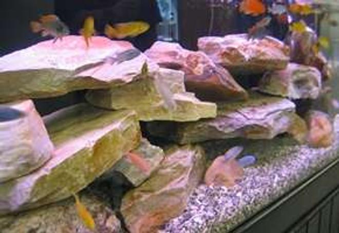 65 gallons freshwater fish tank (mostly fish and non-living decorations) - 65 gallon Assorted African Cichlid Tank