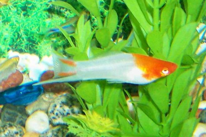 freshwater fish - albino koi swordtail stocking in 80 gallons tank - Male Koi Swordtail