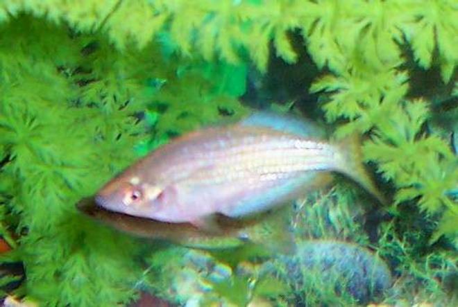 freshwater fish - melanotaenia splendida - australian rainbow stocking in 80 gallons tank - Male Australian Rainbowfish