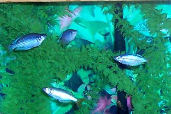 freshwater fish - melanotaenia splendida - australian rainbow stocking in 80 gallons tank - Australian Rainbowfish