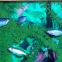 freshwater fish - melanotaenia splendida - australian rainbow stocking in 80 gallons tank - Australian Rainbowfish